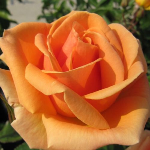 Rosa Perfect Pet™ - portocaliu - Trandafir copac cu trunchi înalt - cu flori în buchet - coroană tufiș
